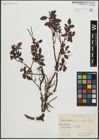 Foto von Salix arbuscula L.
